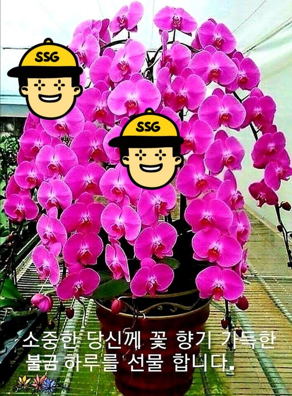 보령농산 2018년산 햅쌀 해남 산이 고시히카리 10kg - 이마트몰, 당신과 가장 가까운 이마트 보령농산 2018년산 햅쌀 해남 산이... 